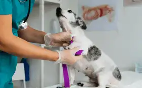Programa para Salão de Beleza 31 Veterinário